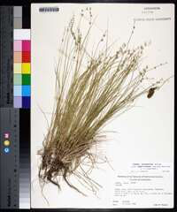 Carex atlantica subsp. capillacea image