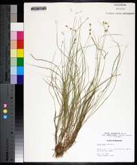 Carex atlantica subsp. capillacea image