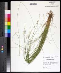 Carex atlantica subsp. capillacea image