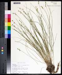 Carex atlantica subsp. capillacea image