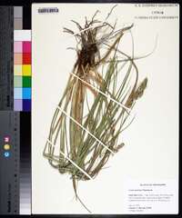 Carex austrina image