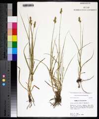 Carex austrina image