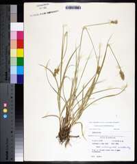 Carex austrina image