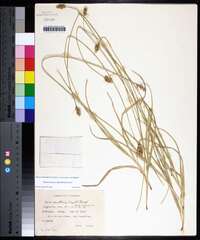 Carex austrina image