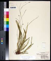 Carex austrocaroliniana image