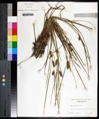 Carex baileyi image