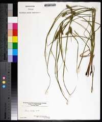 Carex baileyi image