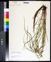 Carex baileyi image