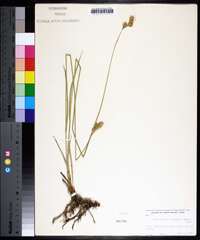 Carex bicknellii image