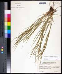 Carex oligocarpa image