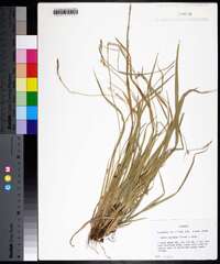 Carex oxylepis image