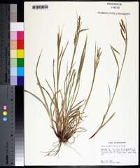 Carex oxylepis image