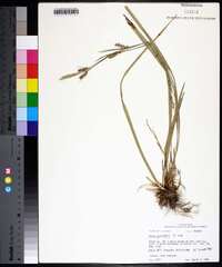 Carex oxylepis image