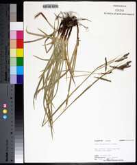 Carex oxylepis image