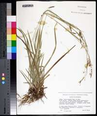 Carex oxylepis image