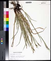 Carex oxylepis image