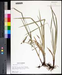 Carex oxylepis image