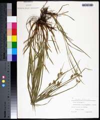 Carex pallescens image