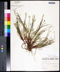 Carex peckii image