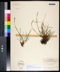 Carex austrina image