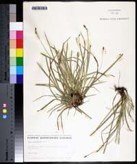 Carex pedunculata image