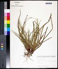 Carex pedunculata image