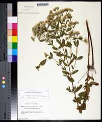 Eupatorium semiserratum image