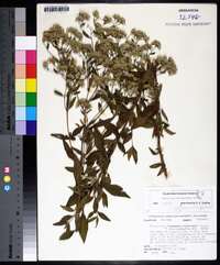 Eupatorium semiserratum image