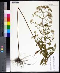 Eupatorium semiserratum image