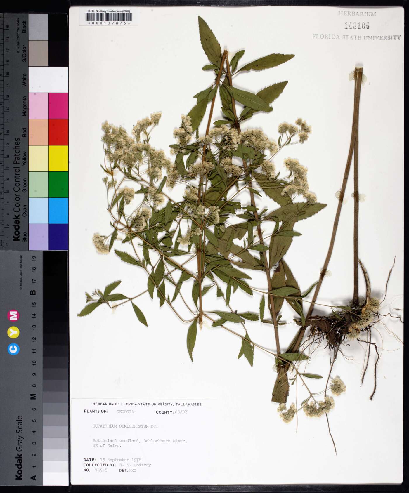 Eupatorium semiserratum image