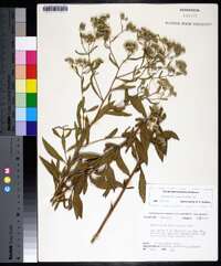 Eupatorium semiserratum image