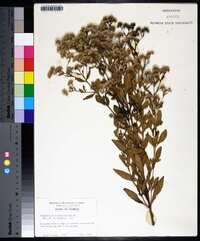 Eupatorium semiserratum image