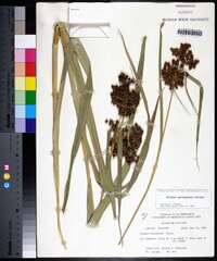 Scirpus georgianus image