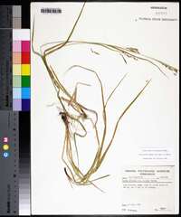 Carex debilis subsp. rudgei image