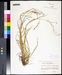 Carex debilis subsp. rudgei image