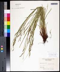 Carex debilis subsp. rudgei image