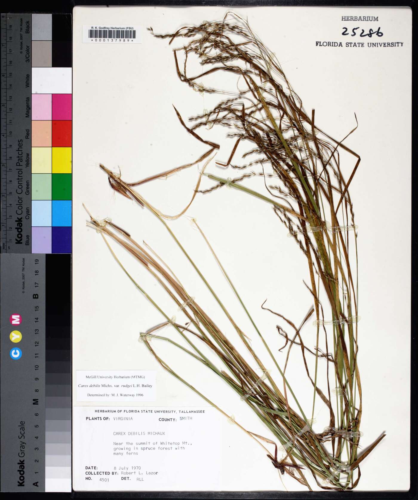 Carex debilis subsp. rudgei image