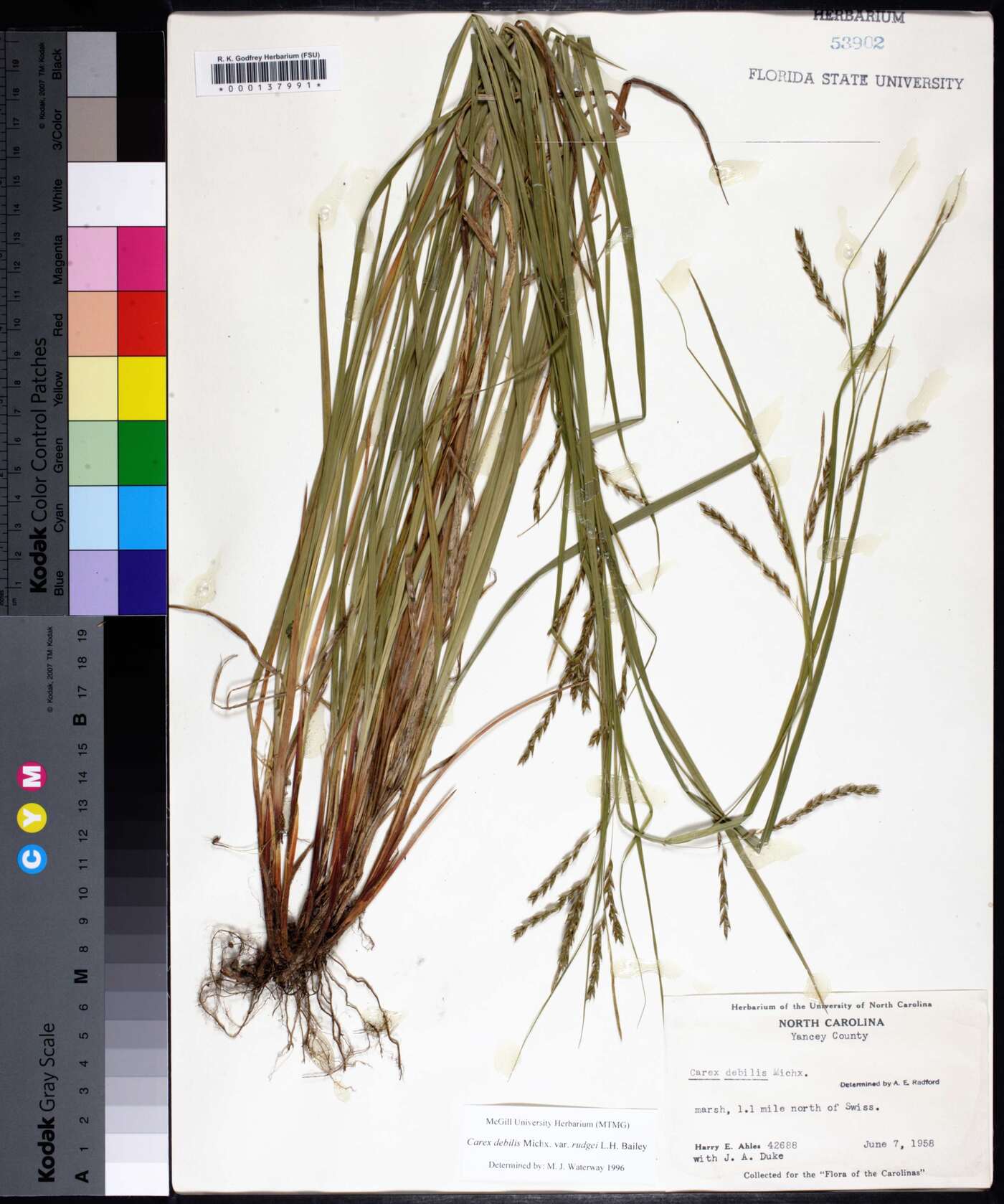 Carex debilis subsp. rudgei image