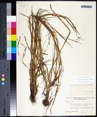 Carex debilis subsp. rudgei image