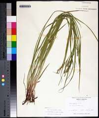 Carex debilis subsp. rudgei image