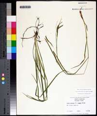 Carex debilis subsp. rudgei image