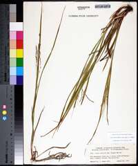 Carex debilis subsp. rudgei image