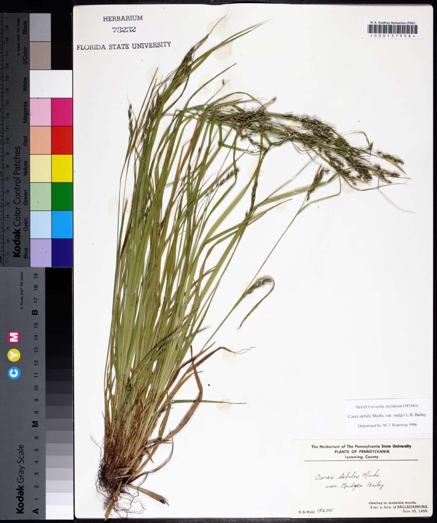 Carex debilis subsp. rudgei image