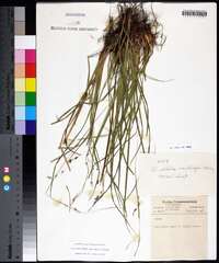 Carex debilis subsp. rudgei image