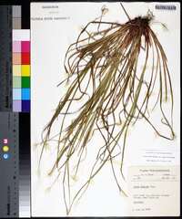 Carex debilis subsp. rudgei image