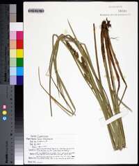 Carex decomposita image