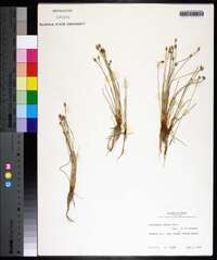 Eleocharis albida image