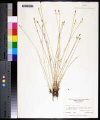 Eleocharis albida image