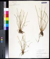 Eleocharis albida image