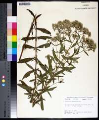 Eupatorium semiserratum image